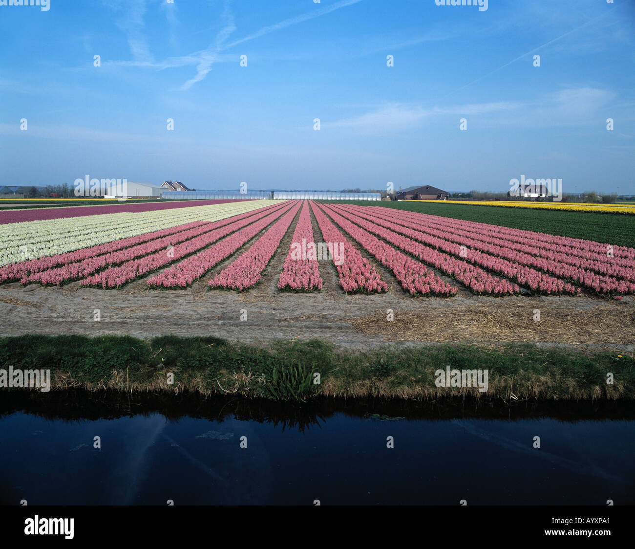 Blumenfelder am Kanal in Sassenheim, Suedholland Stock Photo