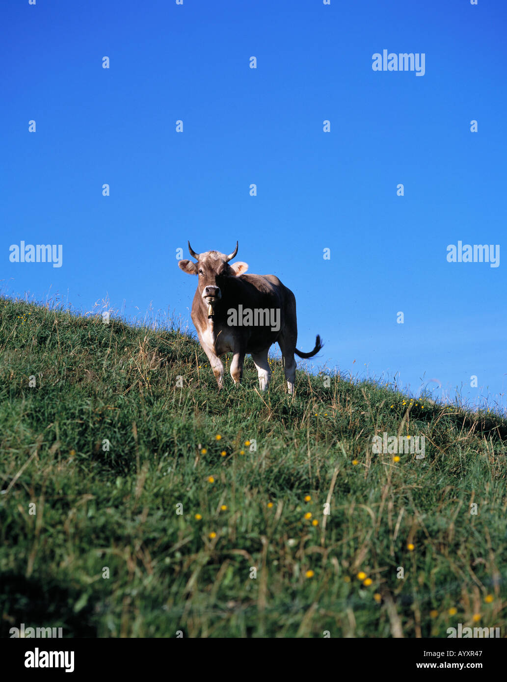 Rind auf einer Weide im Allgaeu Stock Photo