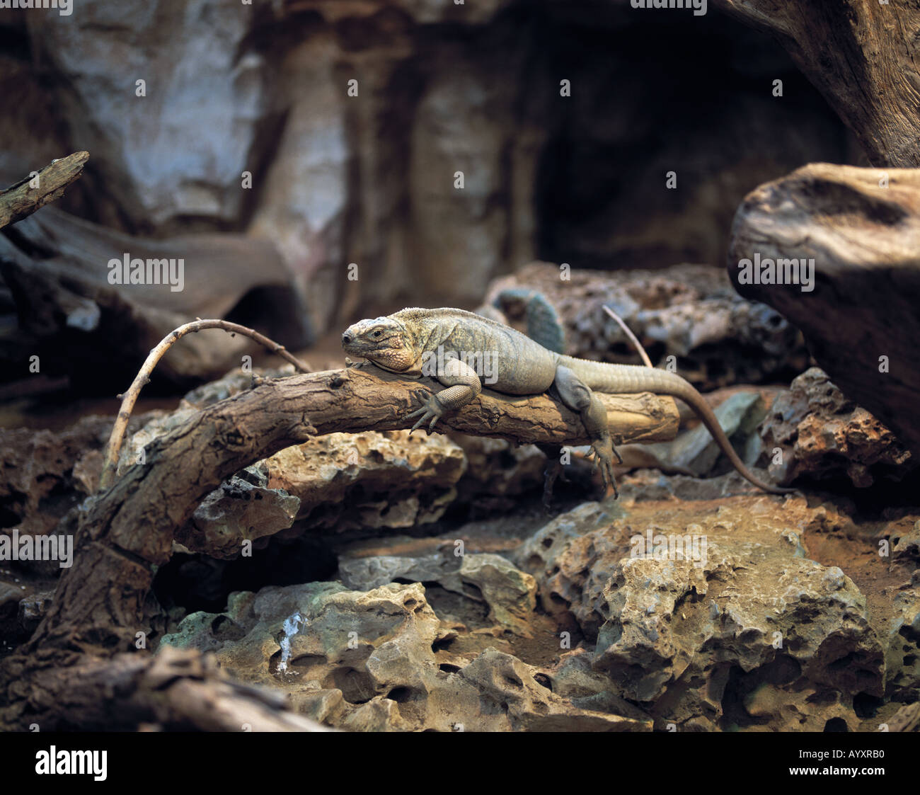 Aquazoo High Resolution Stock Photography And Images Alamy