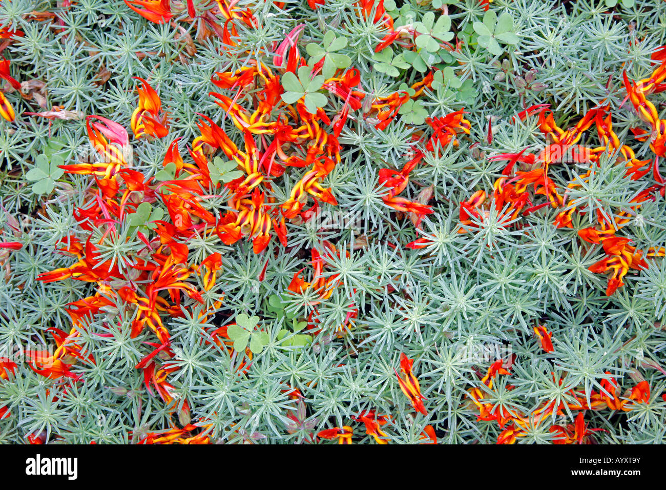 Canarian endemic plantLotus berthelotti Stock Photo