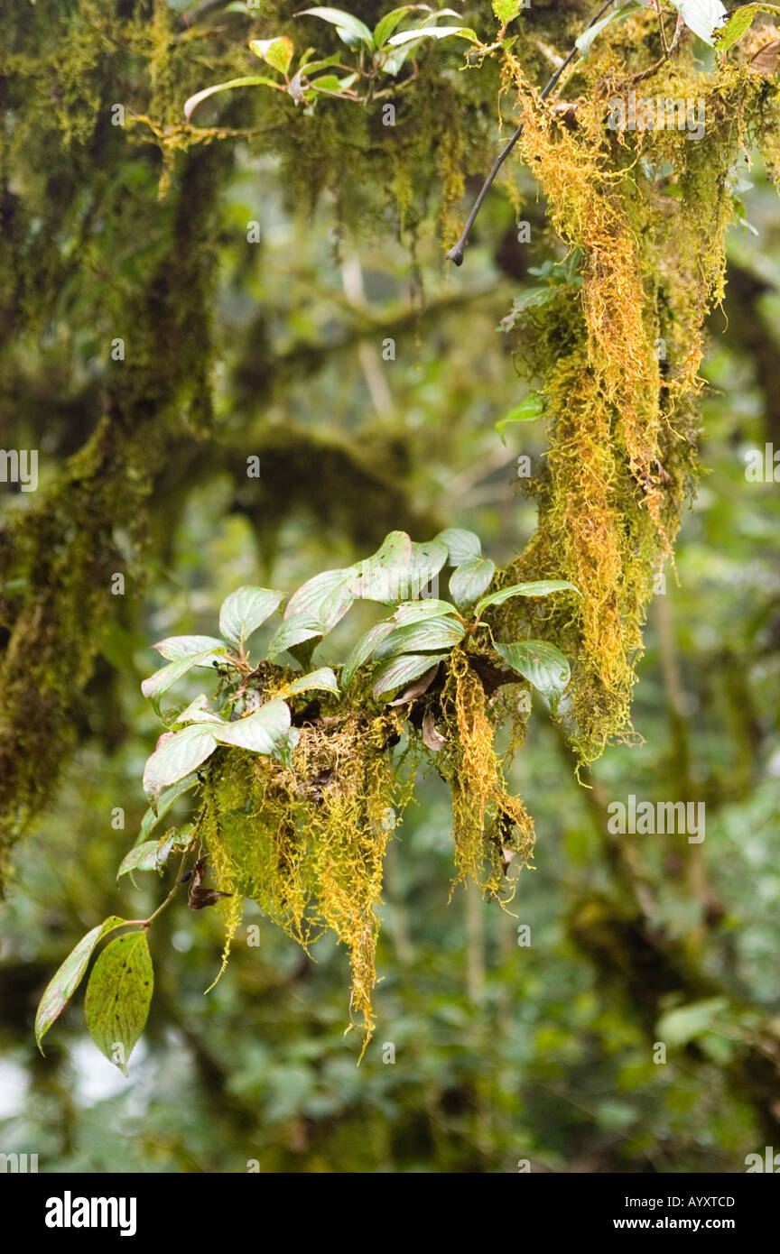 Tropical epiphyte plants growing on the tree in Lower Himalaya Sikkim