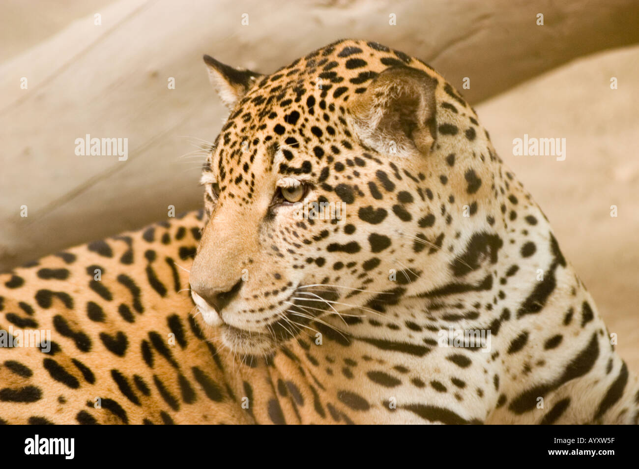Jaguar Panther Panthera Onca Endangered animal Stock Photo - Alamy
