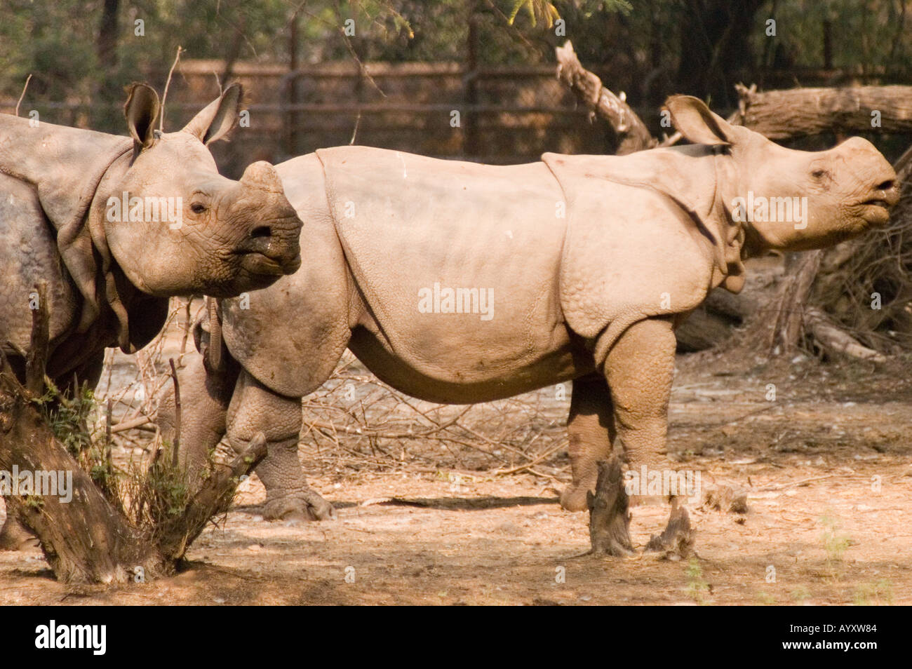 Pair of The Great Indian Rhinoceros Rhinoceros Unicornis  Stock Photo
