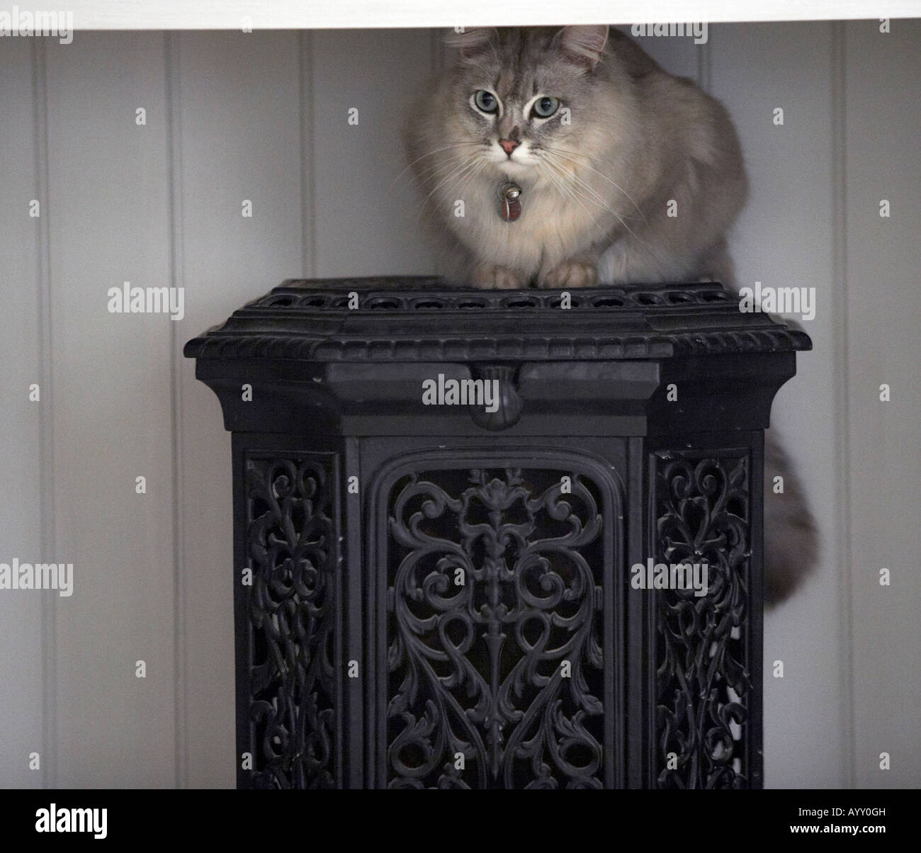 Burman cat sitting happily on ornamental fire. Stock Photo