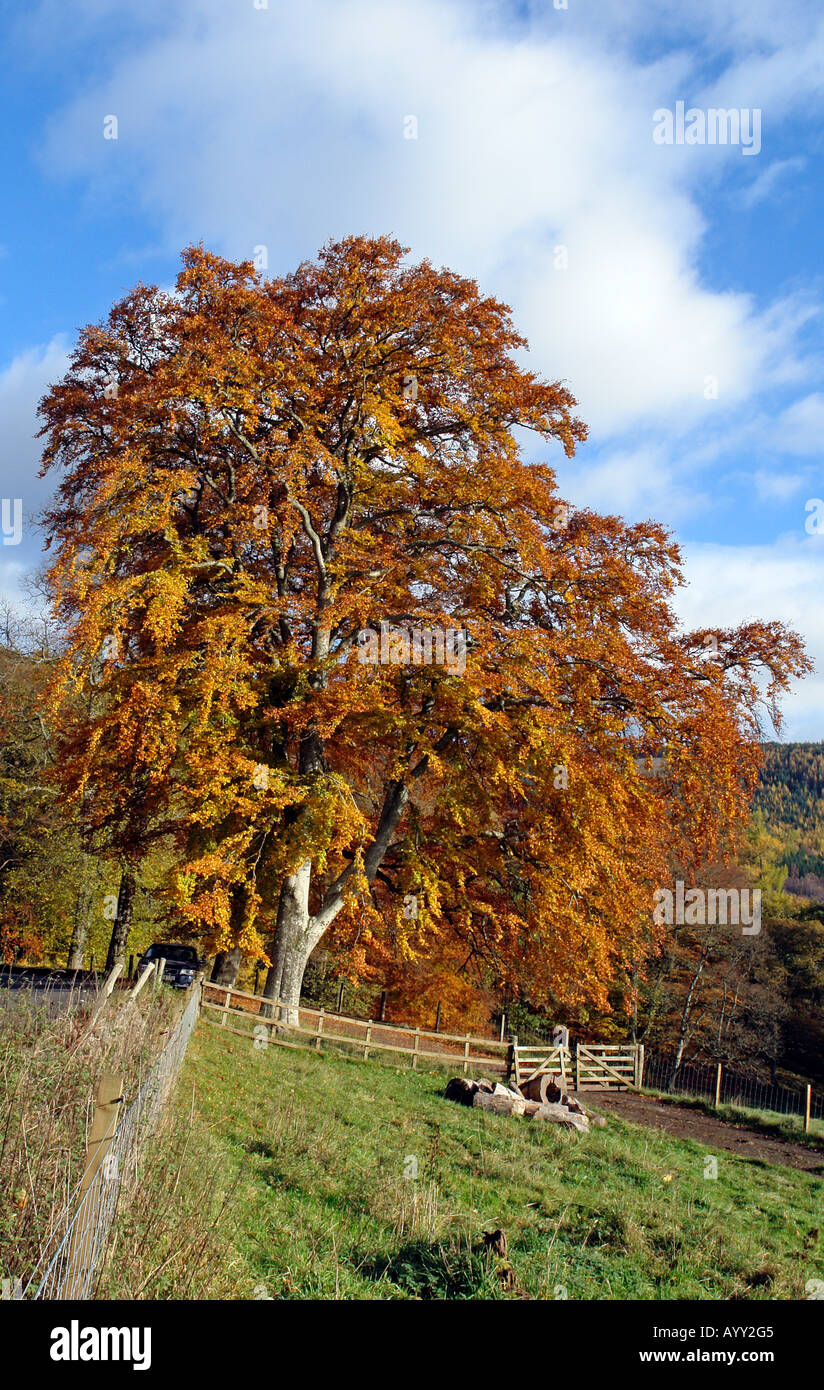 Beautiful Perthshire tree in stunning golden autumn colours Stock Photo