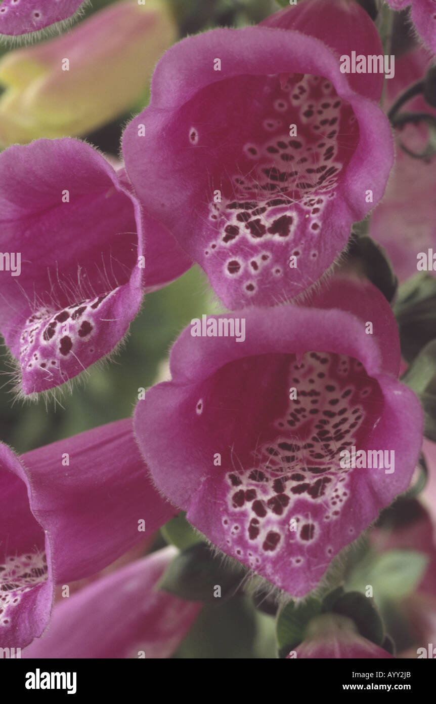 Digitalis purpurea Excelsior Group (Common Foxglove) Pink flowers with spots inside.One colour from mixture. Stock Photo