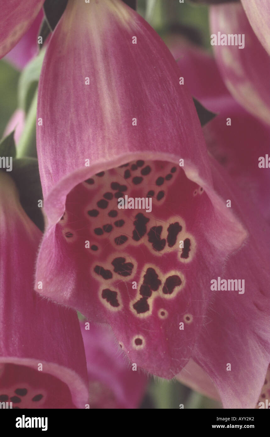 Digitalis purpurea Excelsior Group (Common Foxglove) Pink flower with spots inside.One colour from mixture. Stock Photo