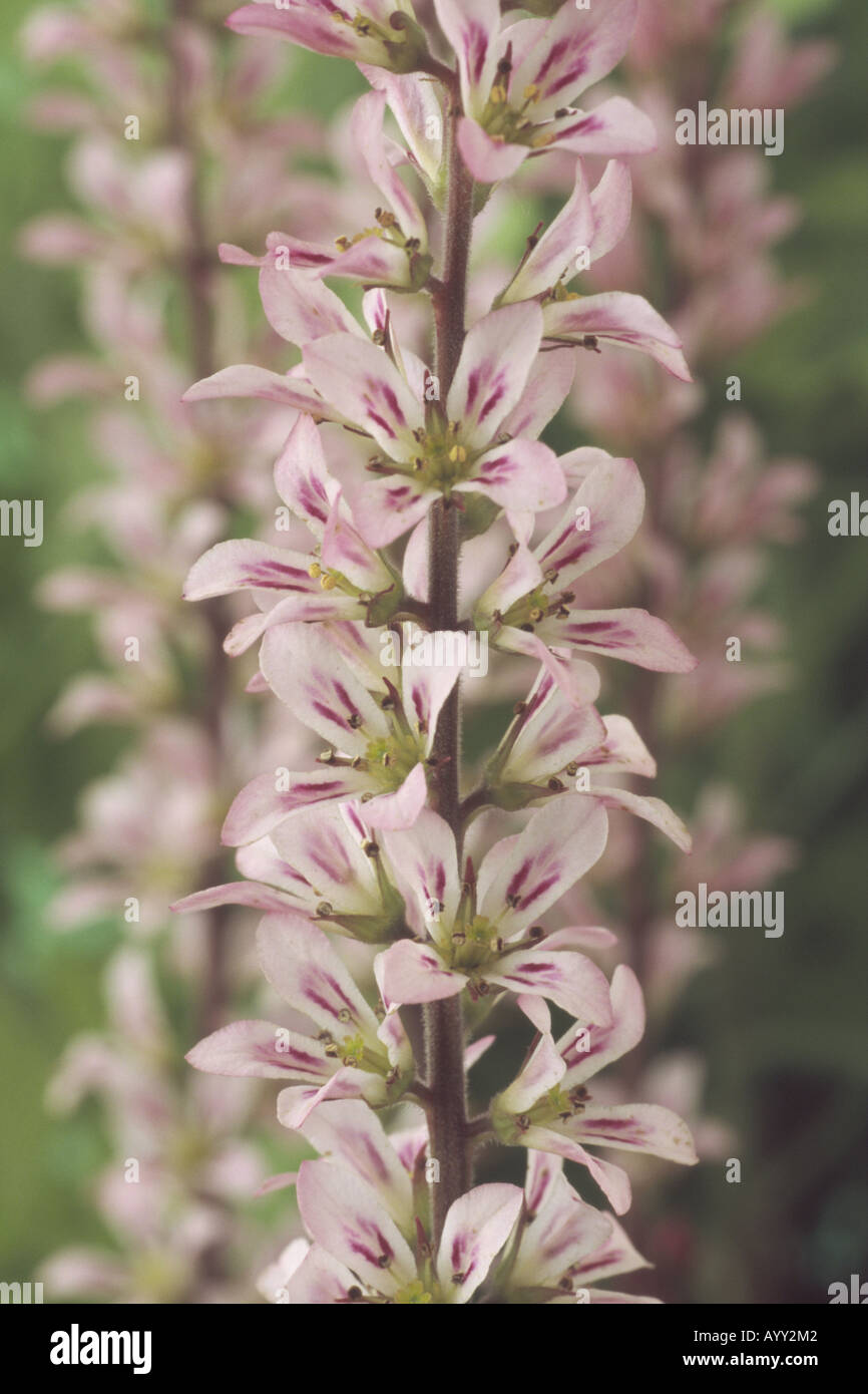Francoa appendiculata. (Bridal wreath) Close up of raceme of pink and white flowers. Stock Photo