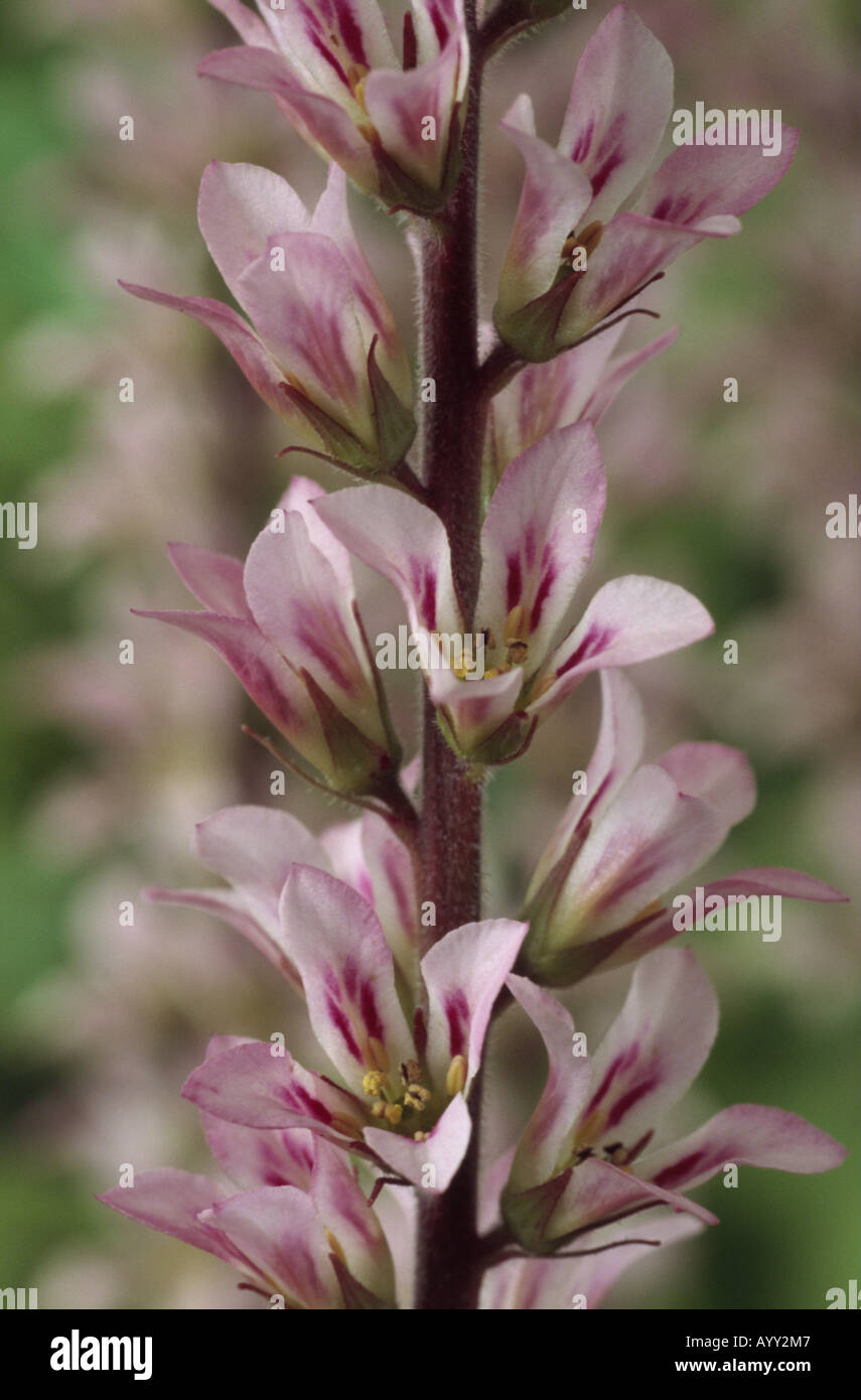Francoa appendiculata. (Bridal wreath) Close up of raceme of pink and white flowers. Stock Photo