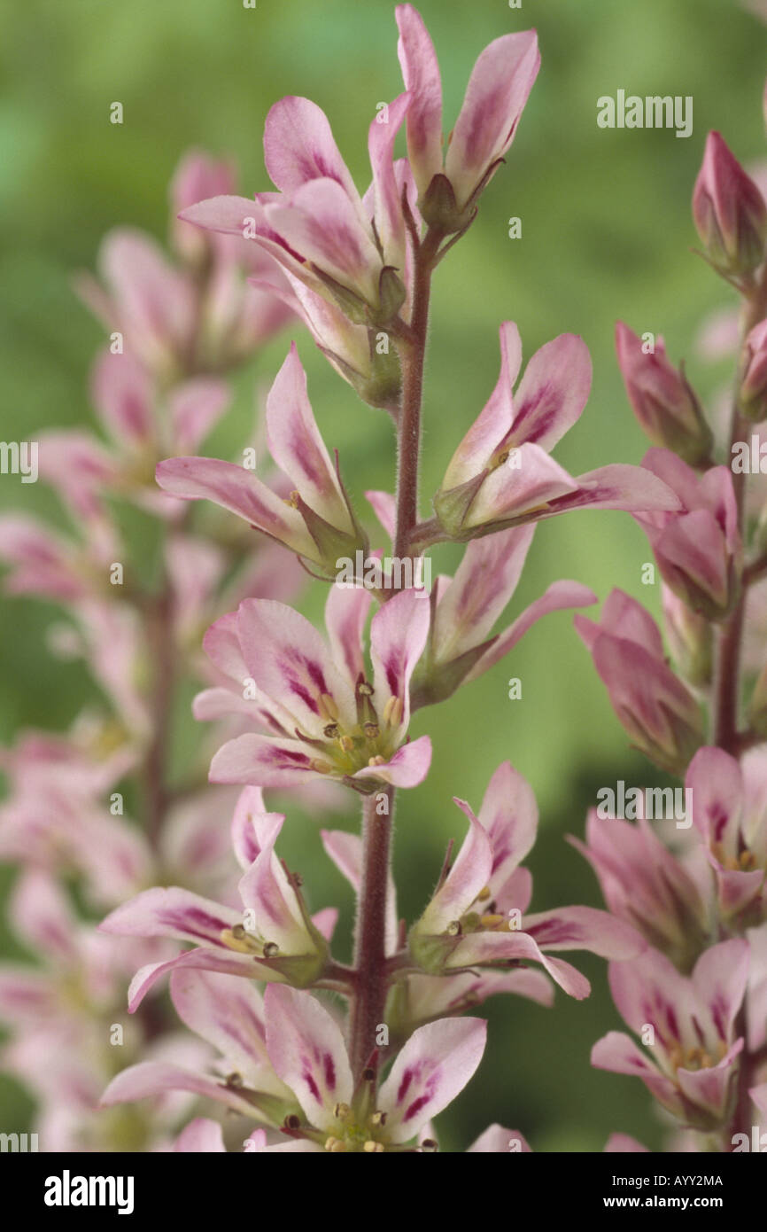 Francoa appendiculata. (Bridal wreath) Close up of top of raceme of pink and white flowers. Stock Photo