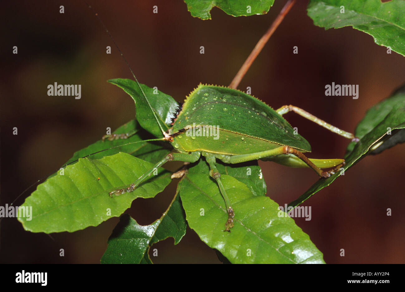 Tettigoniidae spec Stock Photo