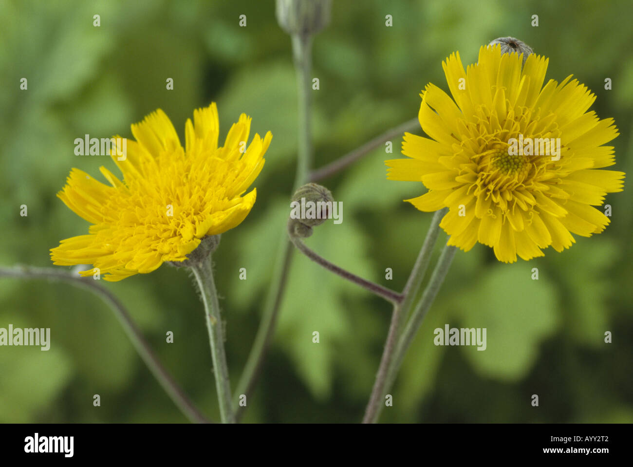 Hieracium lanatum. (Hawkweed) Close up of two yellow flowers. Stock Photo