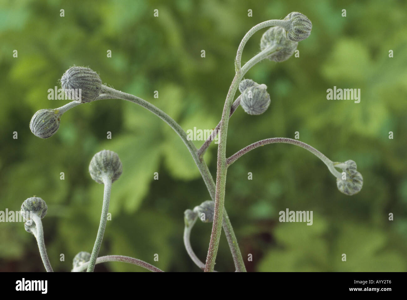 Hieracium lanatum. (Hawkweed) Close up of several flower buds. Stock Photo