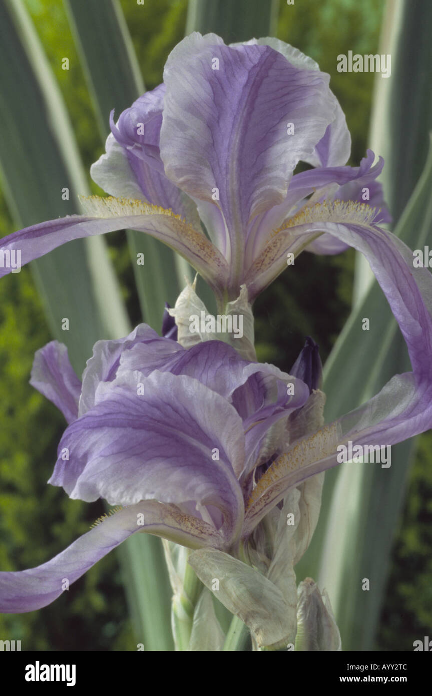 Iris pallida 'Argentea Variegata' [see notes] Pale blue and white bearded  iris with variegated leaves Stock Photo - Alamy
