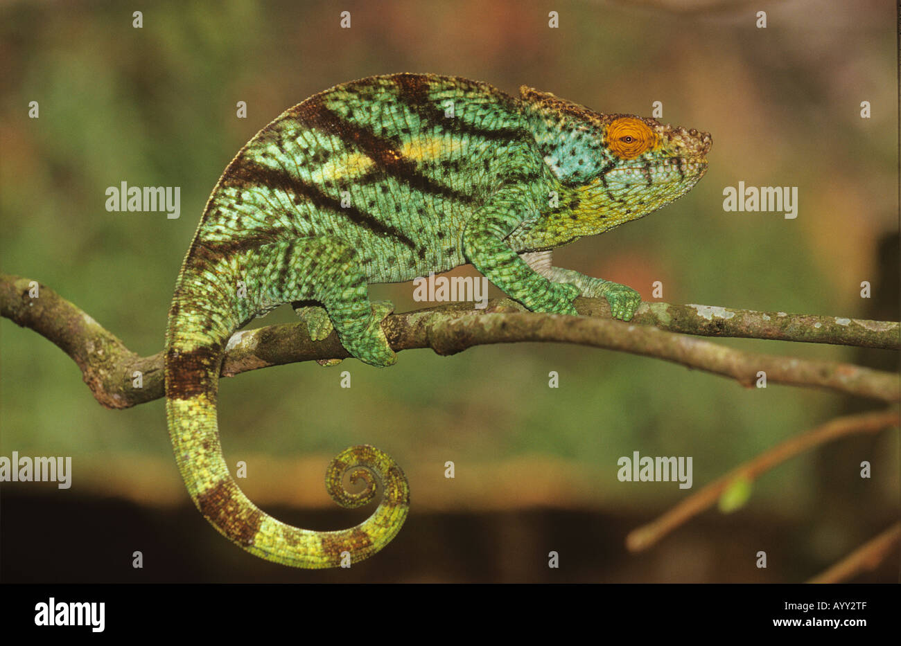 panther chameleon on branch Furcifer pardalis Stock Photo