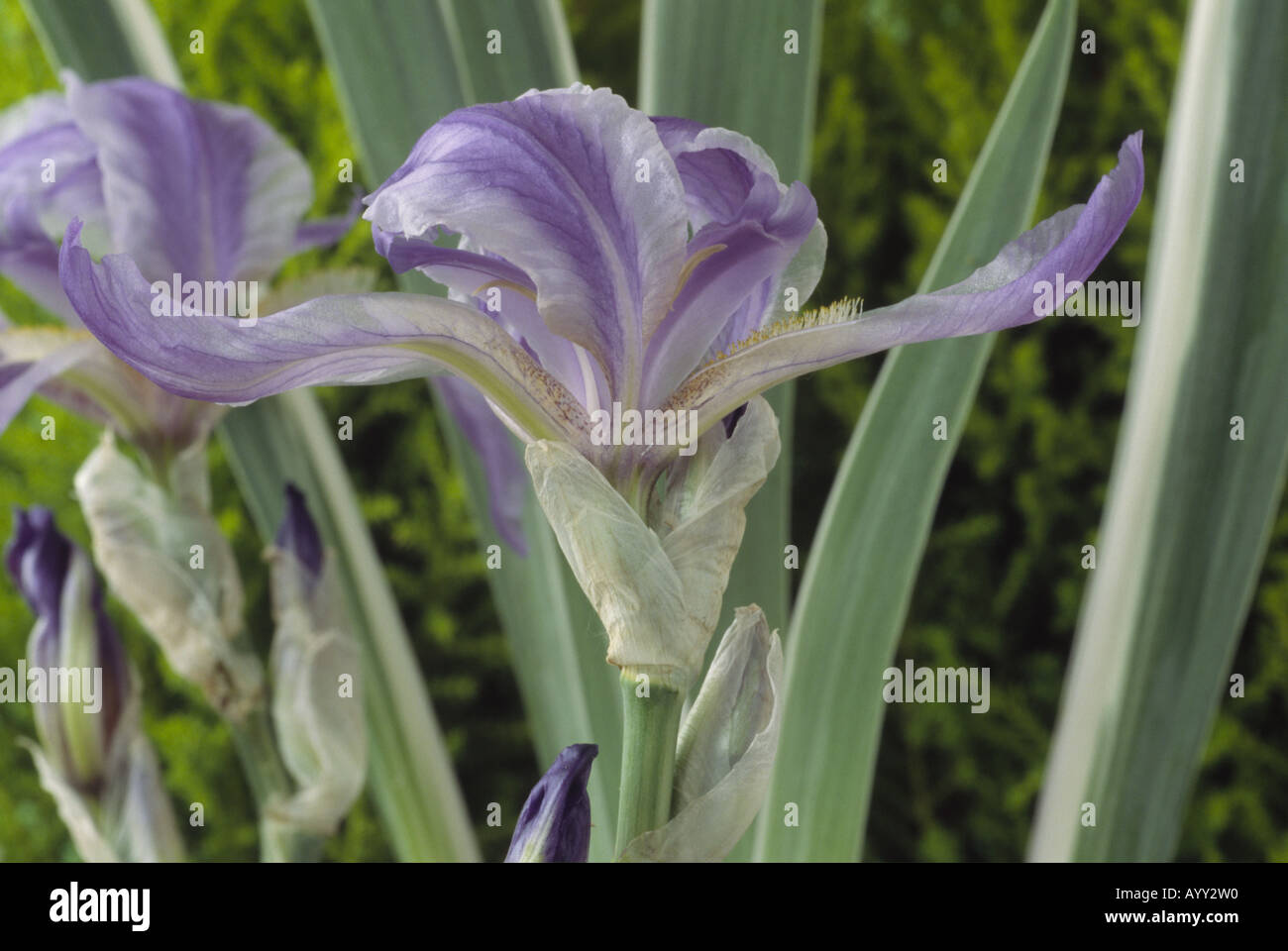 Iris pallida 'Argentea Variegata' [see notes] Pale blue and white bearded iris with variegated leaves. Stock Photo