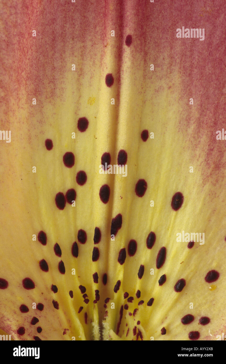 Lilium 'Italia' (Asiatic lily) Close up of dark pink and creamy yellow petal with dark spots. Stock Photo