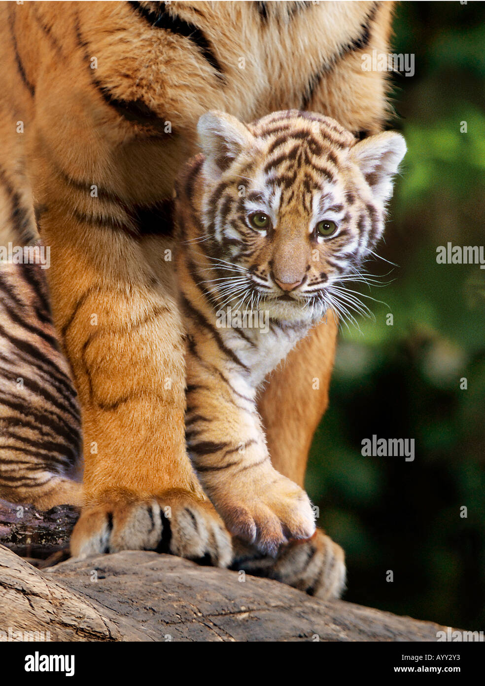 Tiger (Panthera tigris). Young animal safely between the paws of its mother Stock Photo