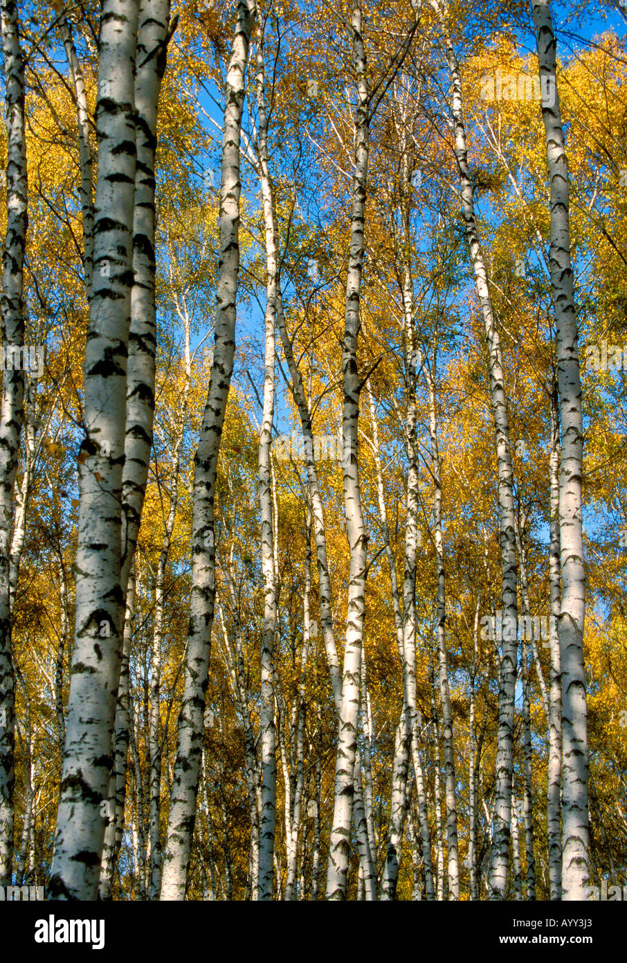 Birch