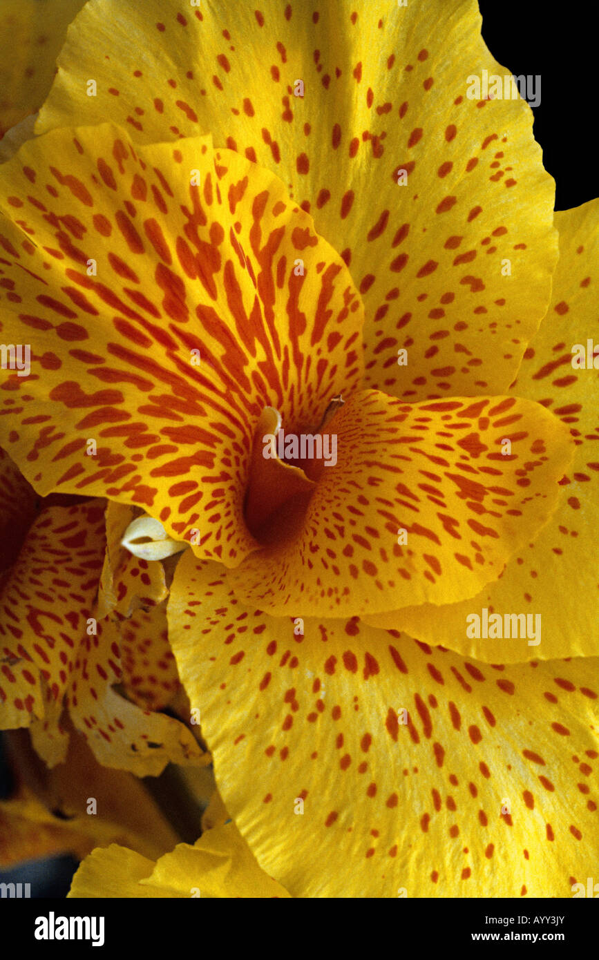 Close up of yellow Canna indica Stock Photo