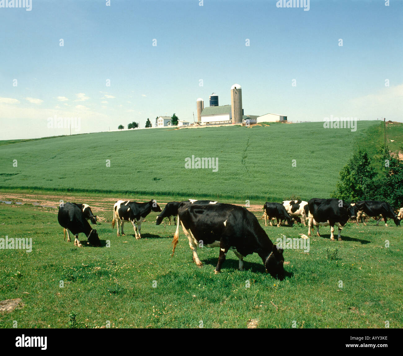 DAIRY FARM / IOWA Stock Photo 9829757 Alamy