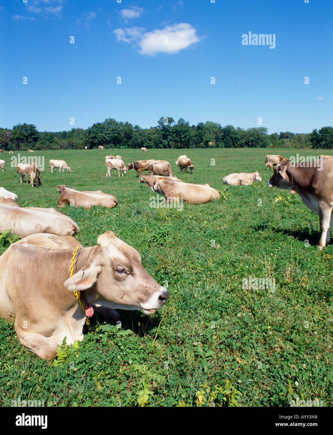 BROWN SWISS COWS PENNSYLVANIA Stock Photo Alamy
