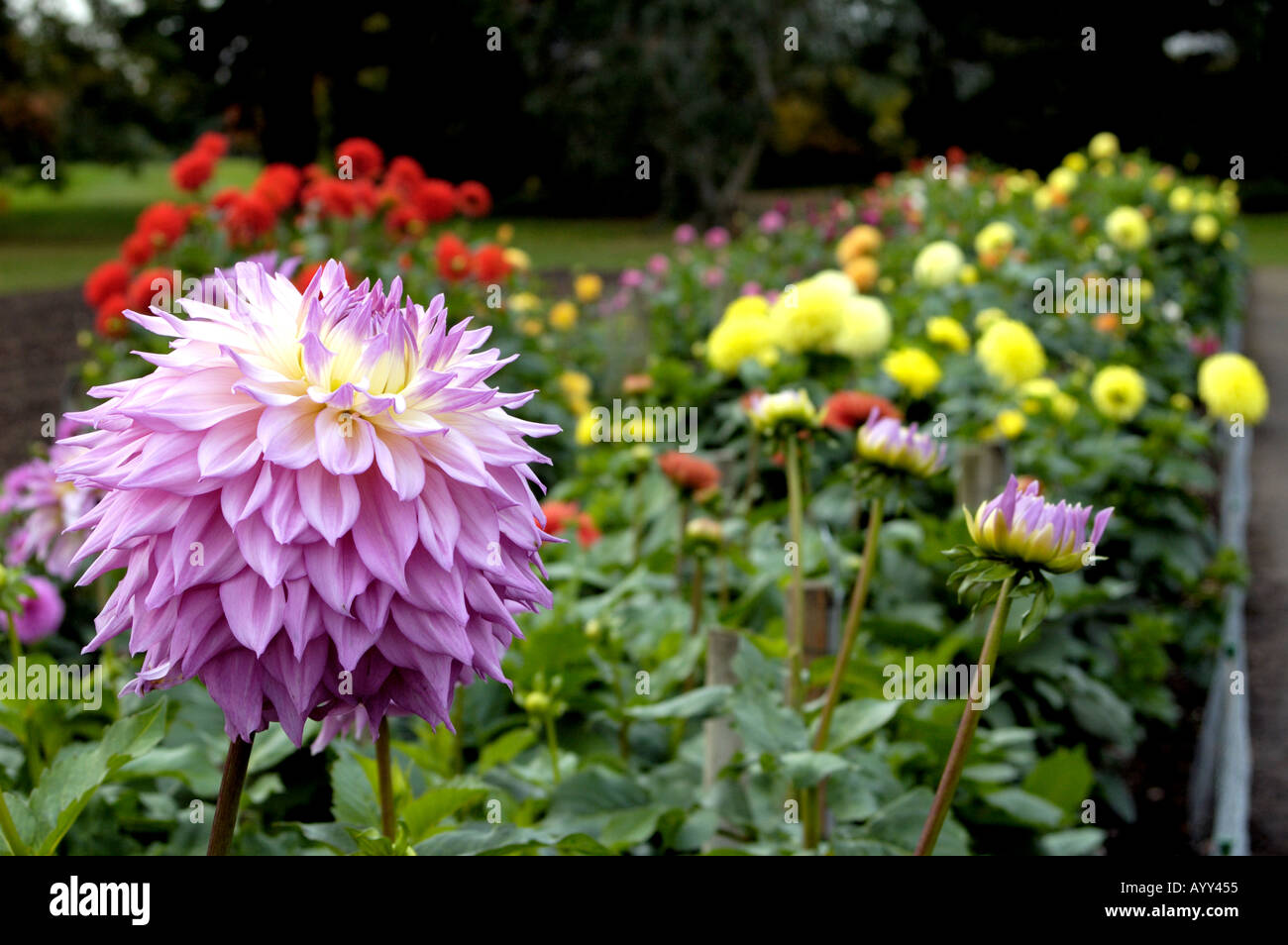 Ayy455 hi-res stock photography and images - Alamy