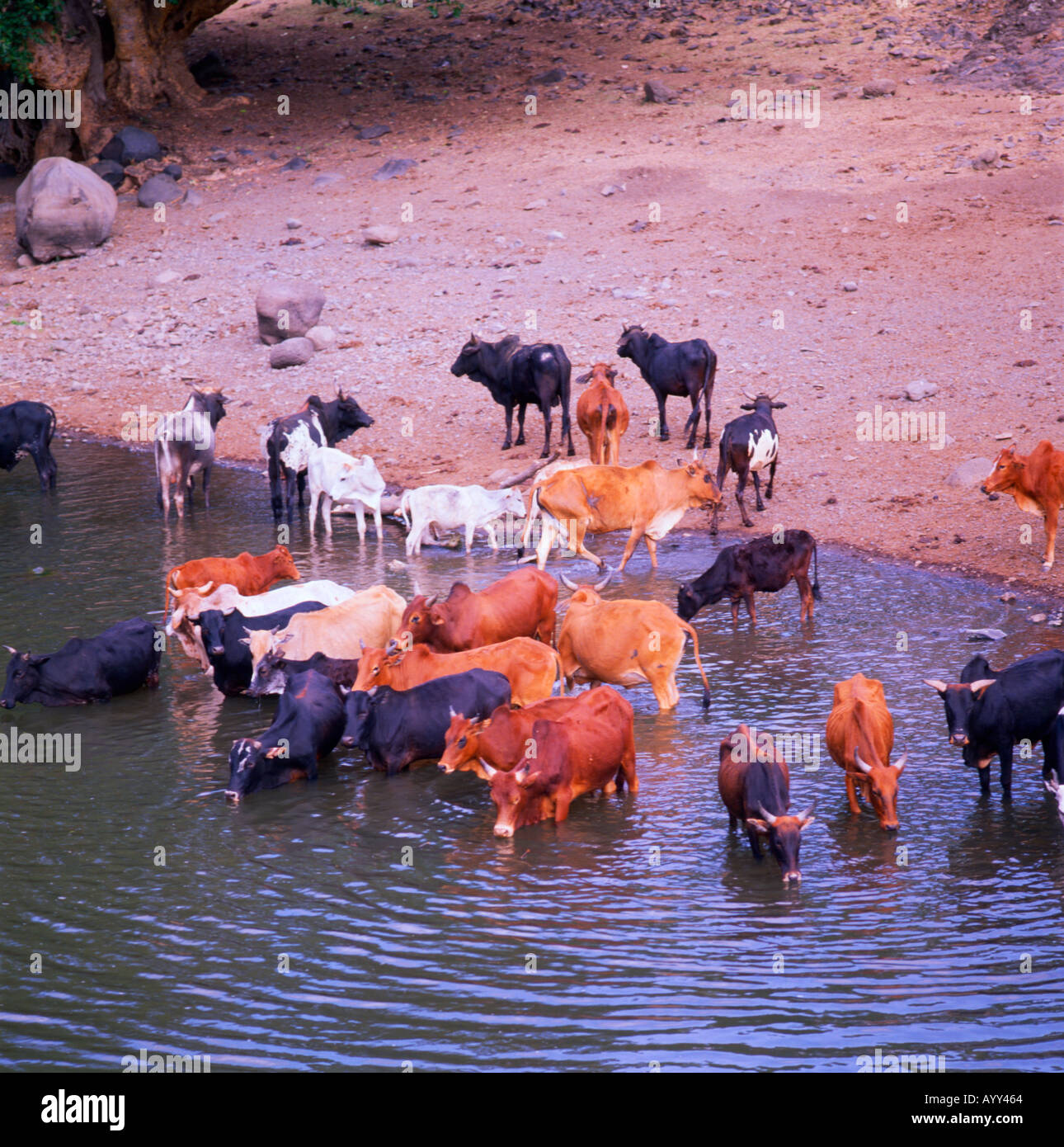 Watering Cattle Bale Gadula Ethiopia Stock Photo - Alamy