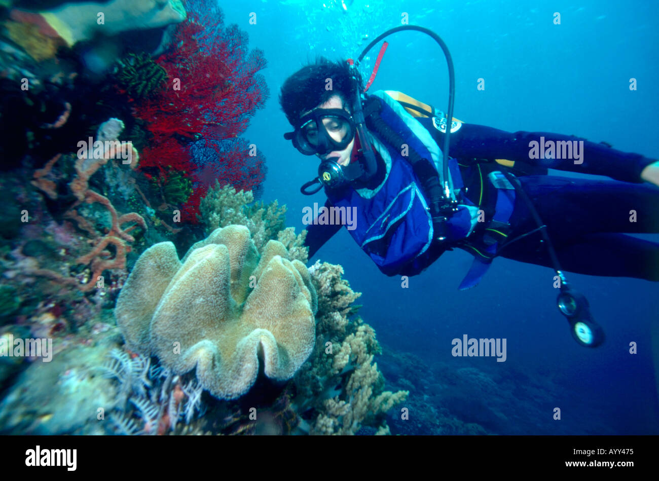 Sub Aqua Diver with Coral Stock Photo