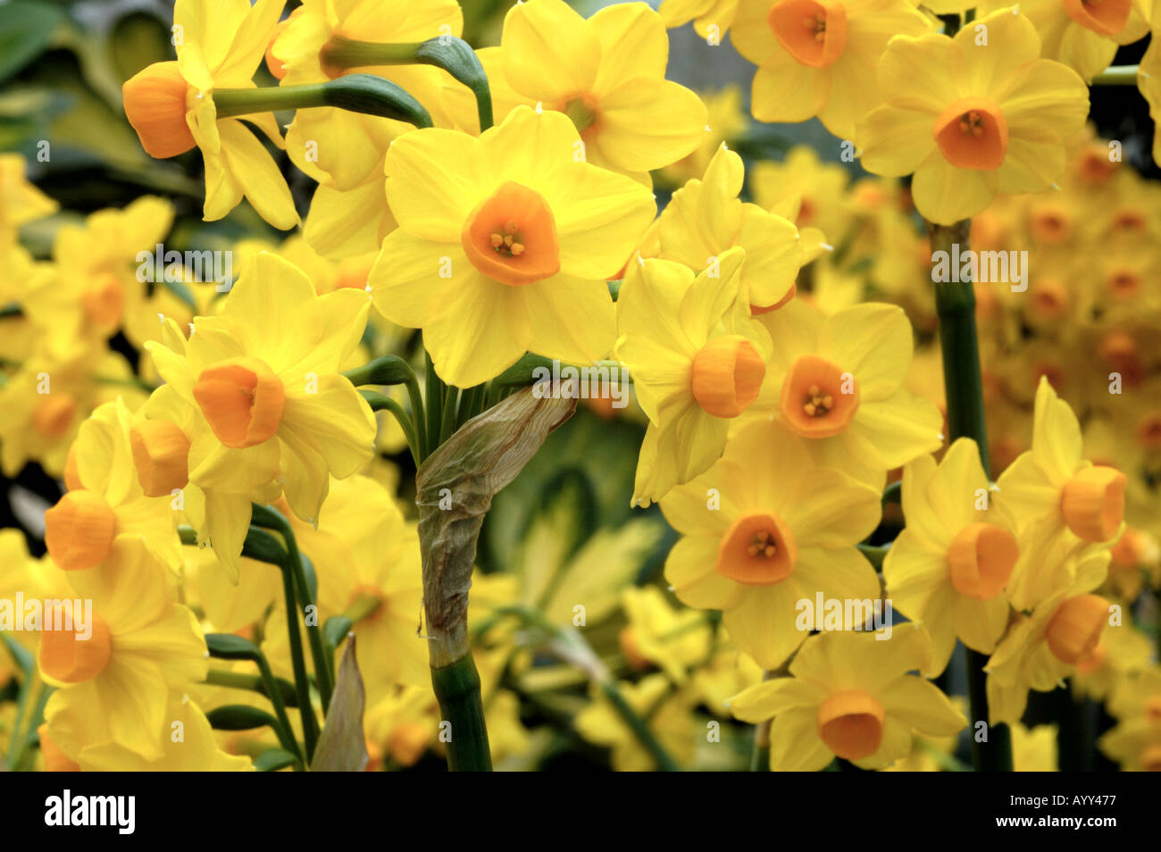 Daffodil Grand Soleil d'Or Bulbs, Wholesale Pricing