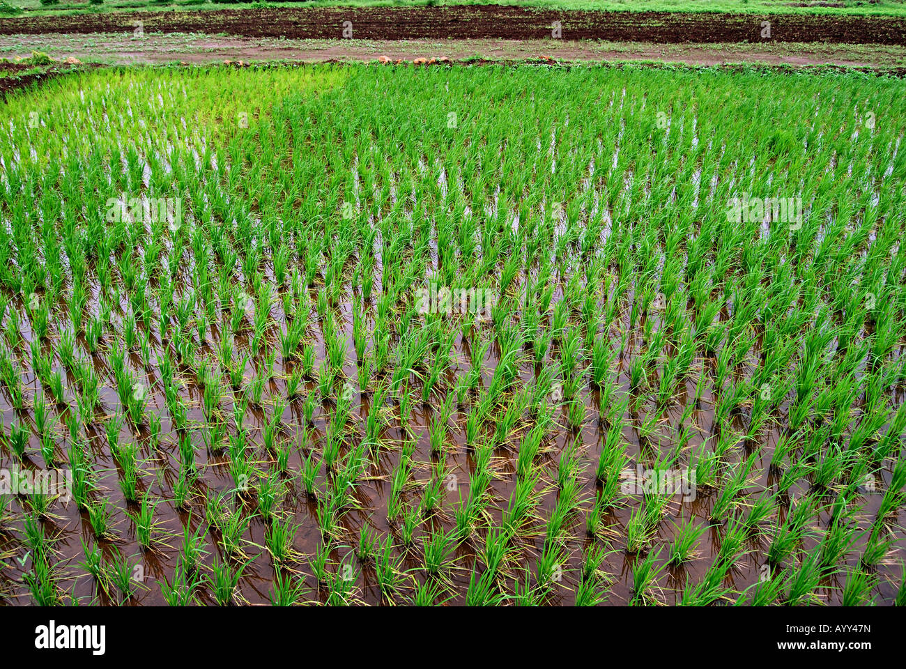 Rice in farming area hi-res stock photography and images - Alamy