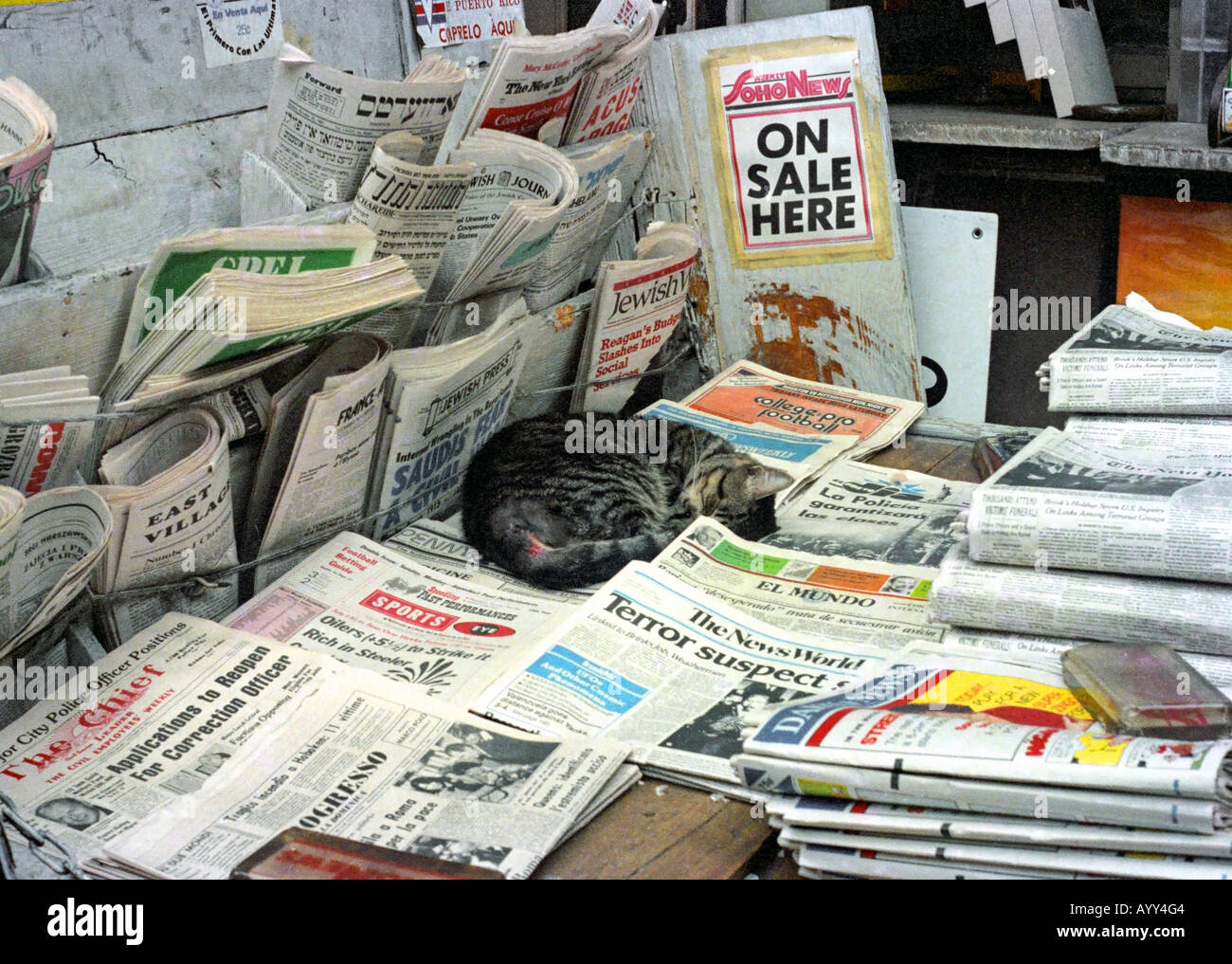 Cat on newsstand New York Stock Photo