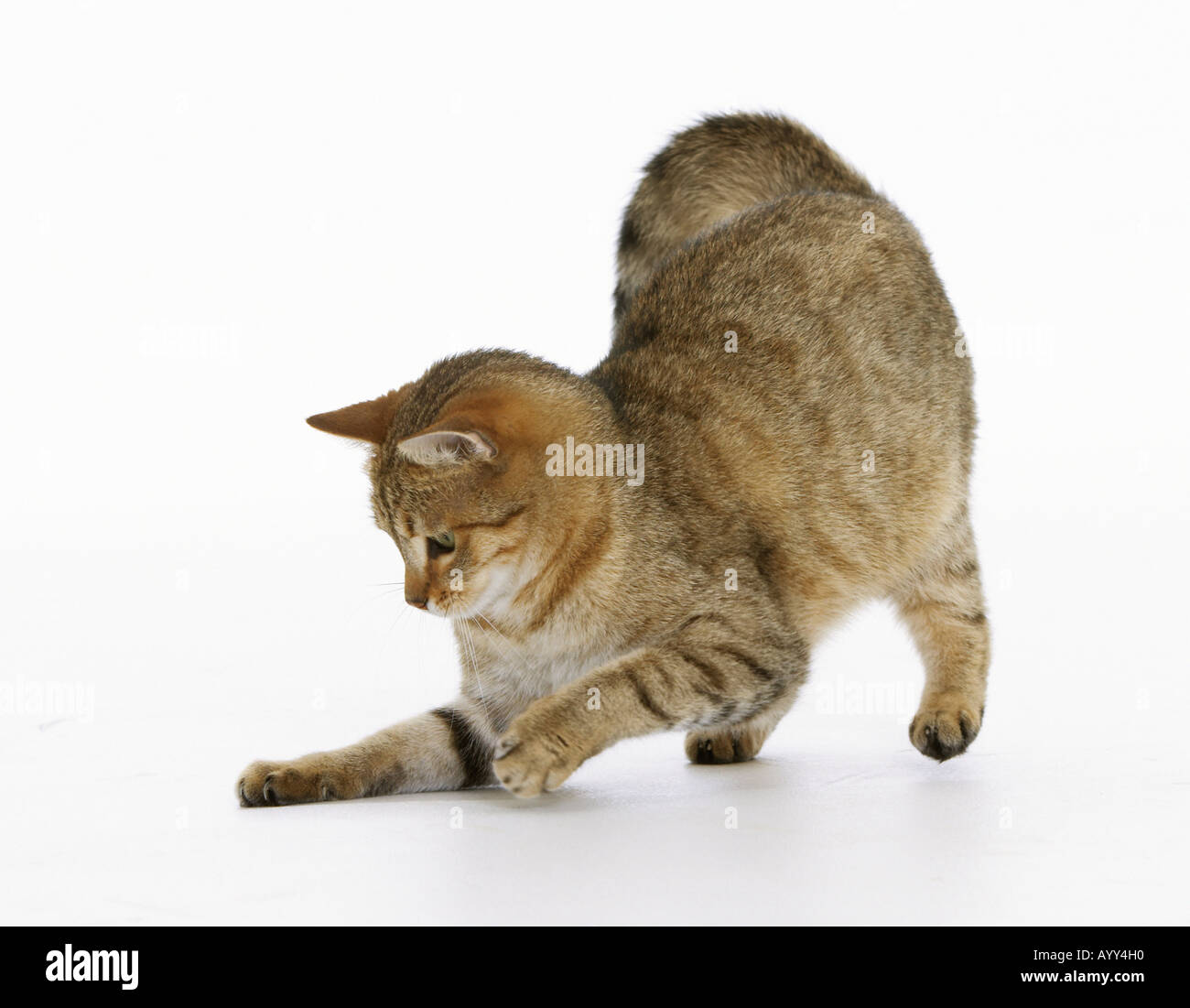 domestic cat - cut out Stock Photo
