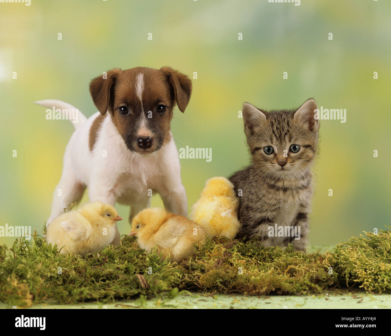 How To Introduce Your Dog To Pet Chickens (Yes, They Can Get Along) The