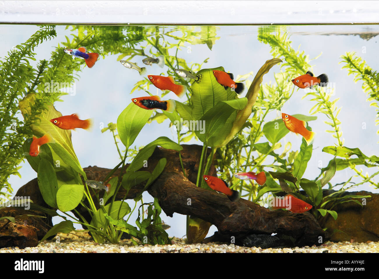 aquarium with fishes Stock Photo