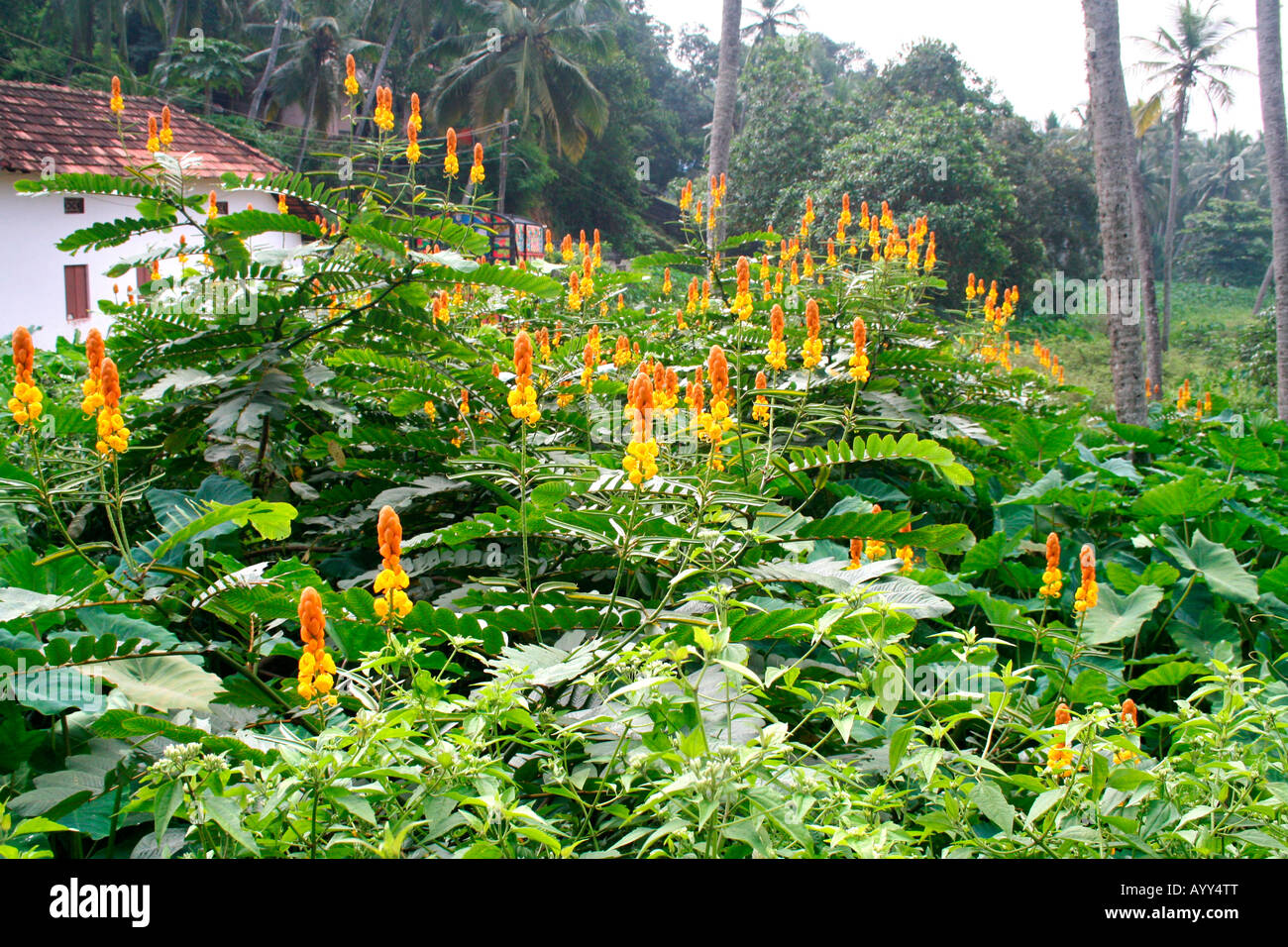 Tropical shrub with intricately detailed yellow orange flowers growing wild and untended in the backyard of an old house Stock Photo
