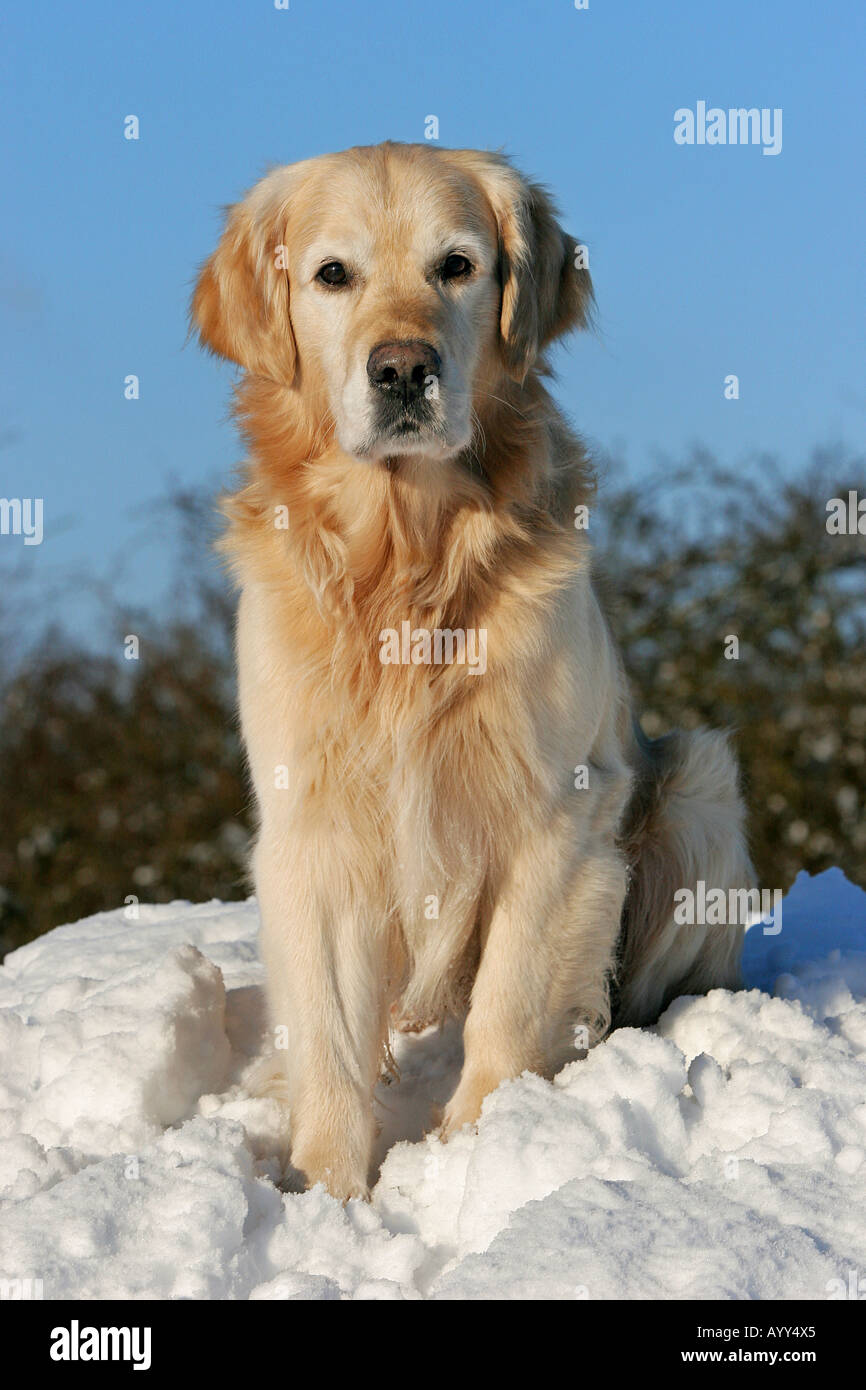 Golden Retriever - sitting in snow Stock Photo - Alamy