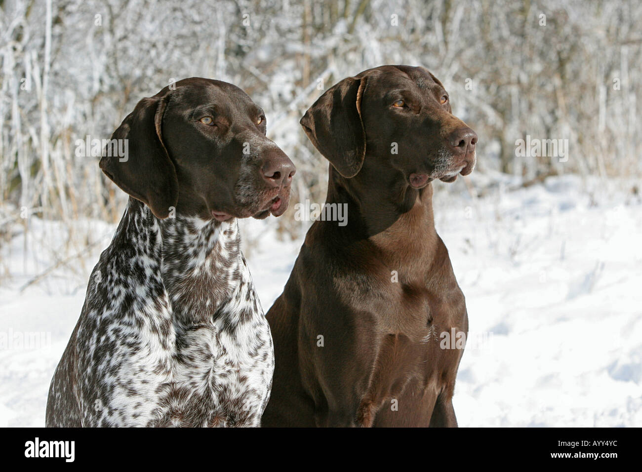 German Shorthair Pointer Stock Photos German Shorthair Pointer