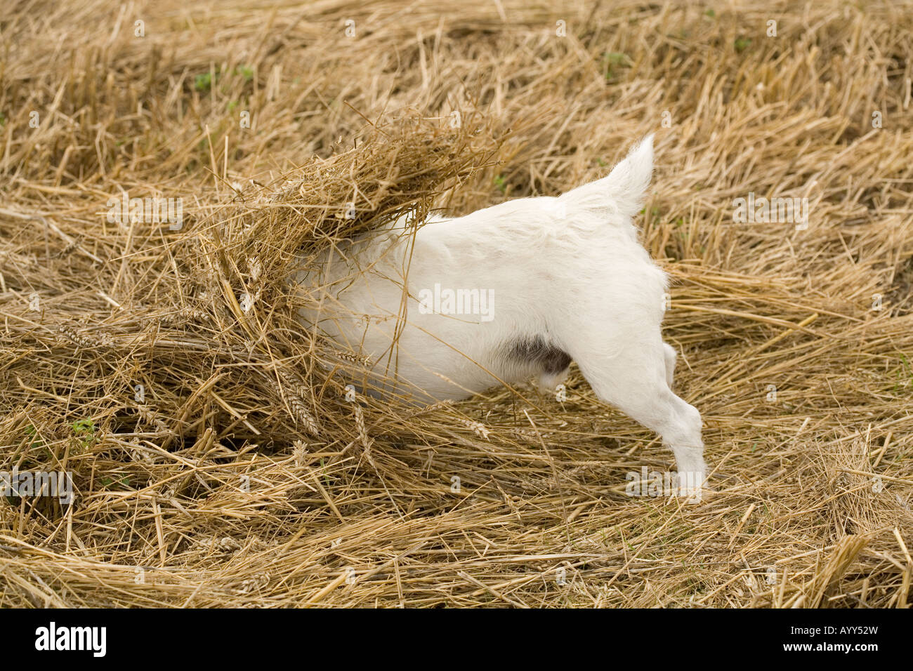 jack russell terrier dog hunting rabbits head first in straw Stock