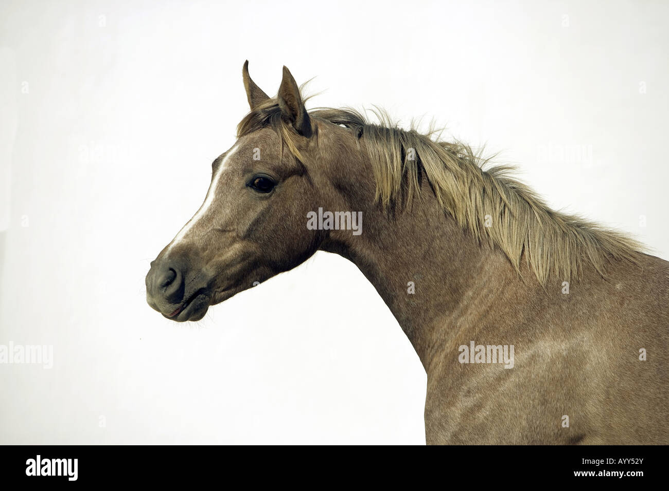young Arabian horse portrait Stock Photo Alamy