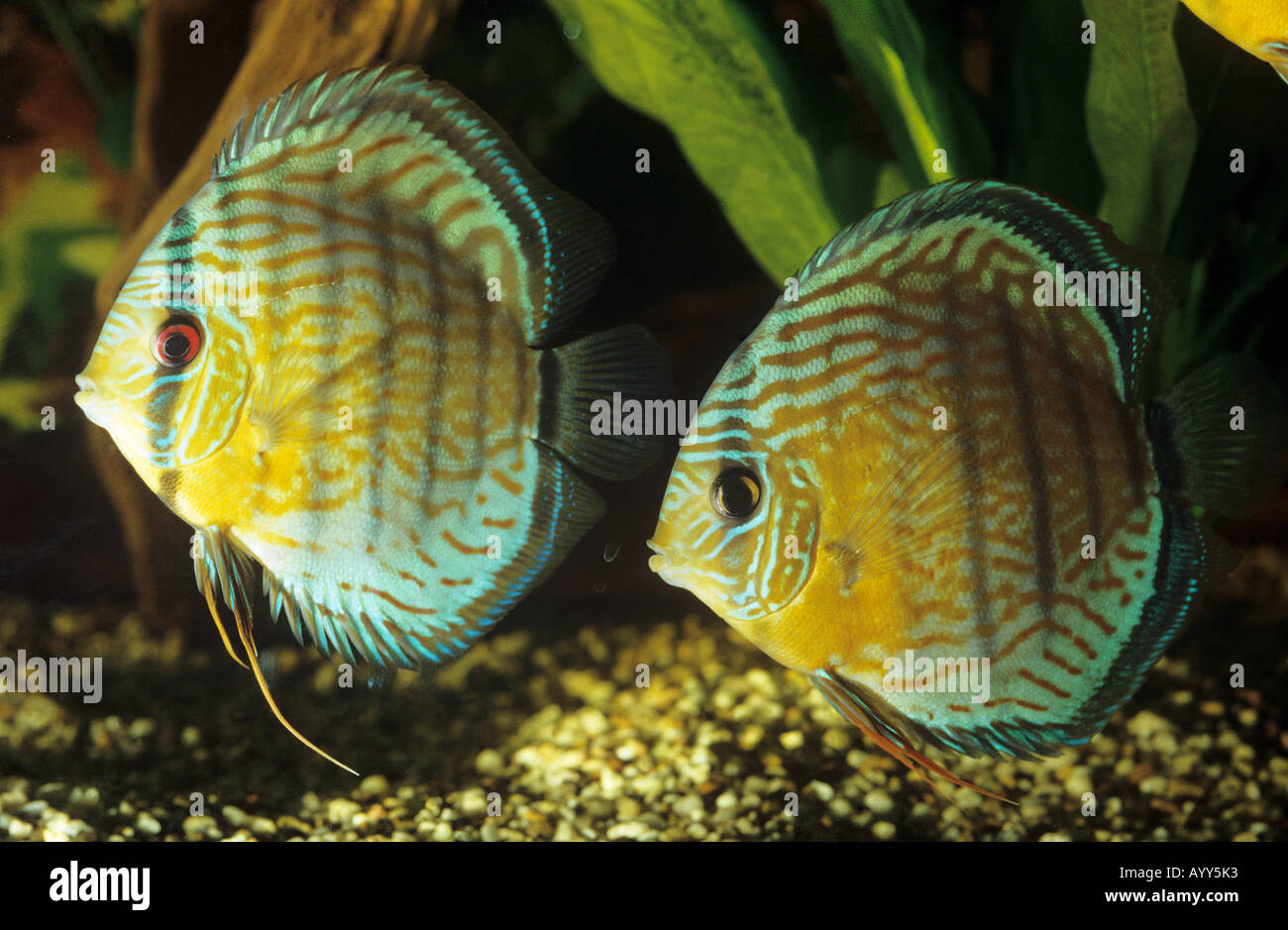 two Green Discus fishes / Symphysodon aequifasciatus Stock Photo