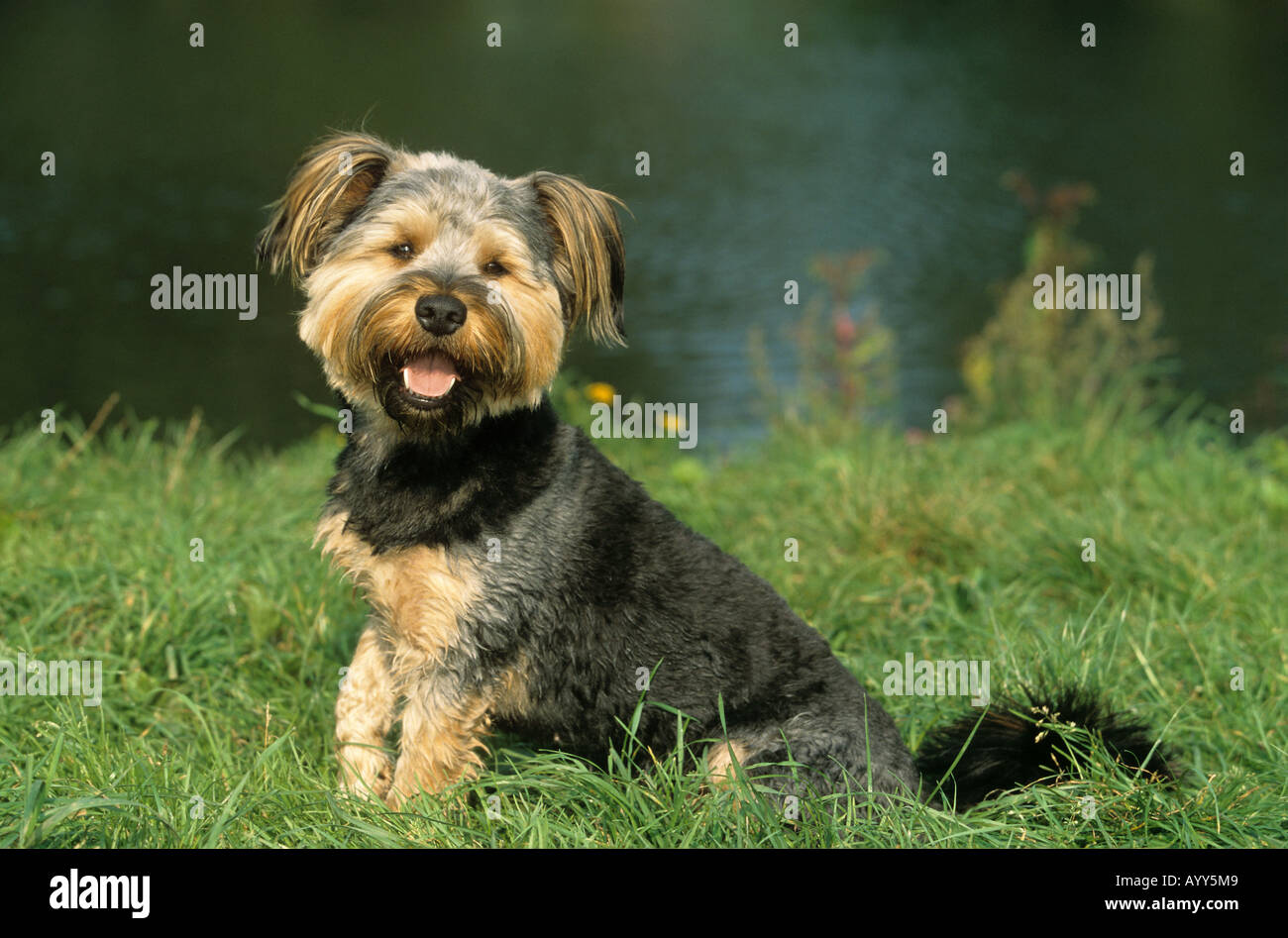 Dog breed breeds hires stock photography and images Alamy