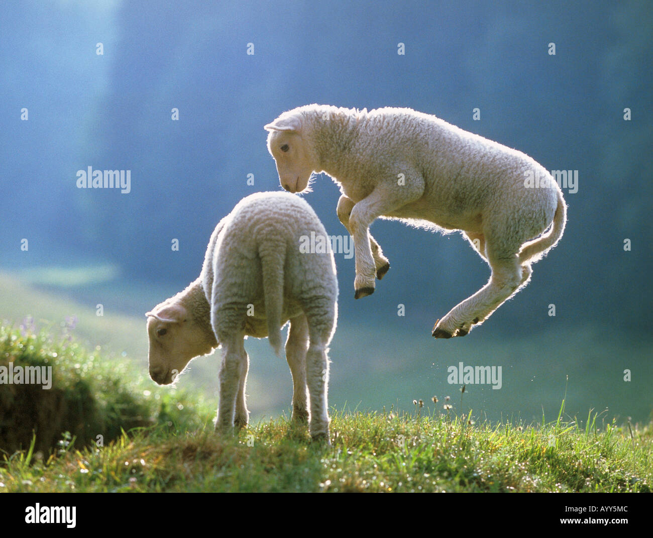 Domestic sheep. Pair of lambs playing on a meadow Stock Photo