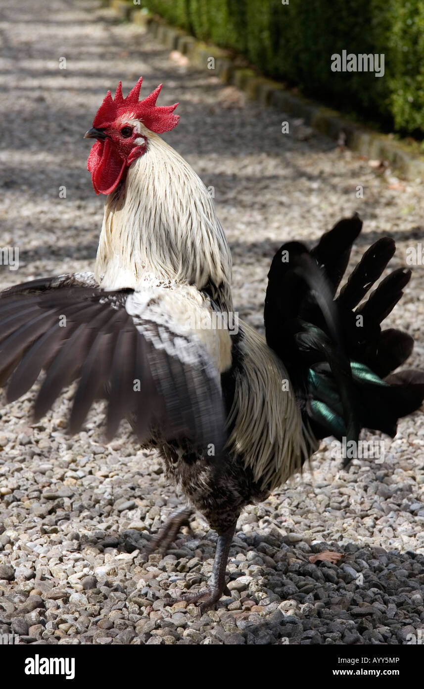 Angry rooster Stock Photo