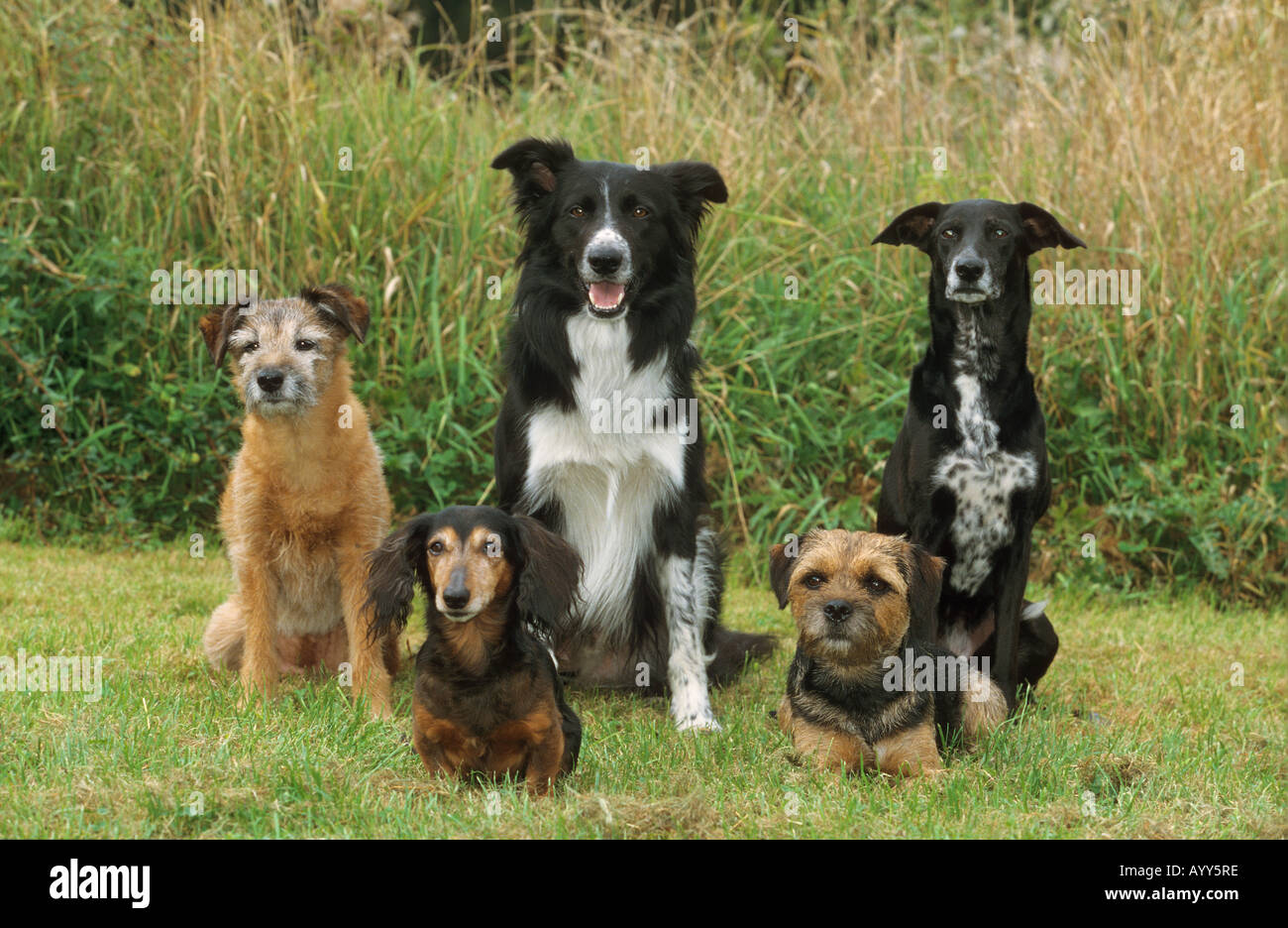 dachshund cross border collie