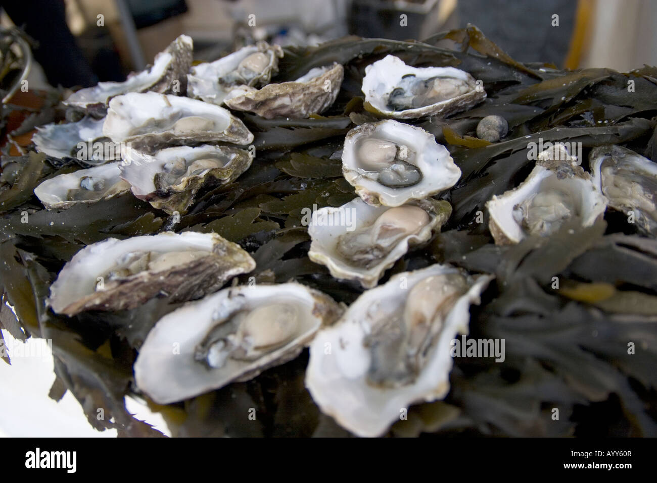 fresh oysters Jersey Channel islands Stock Photo