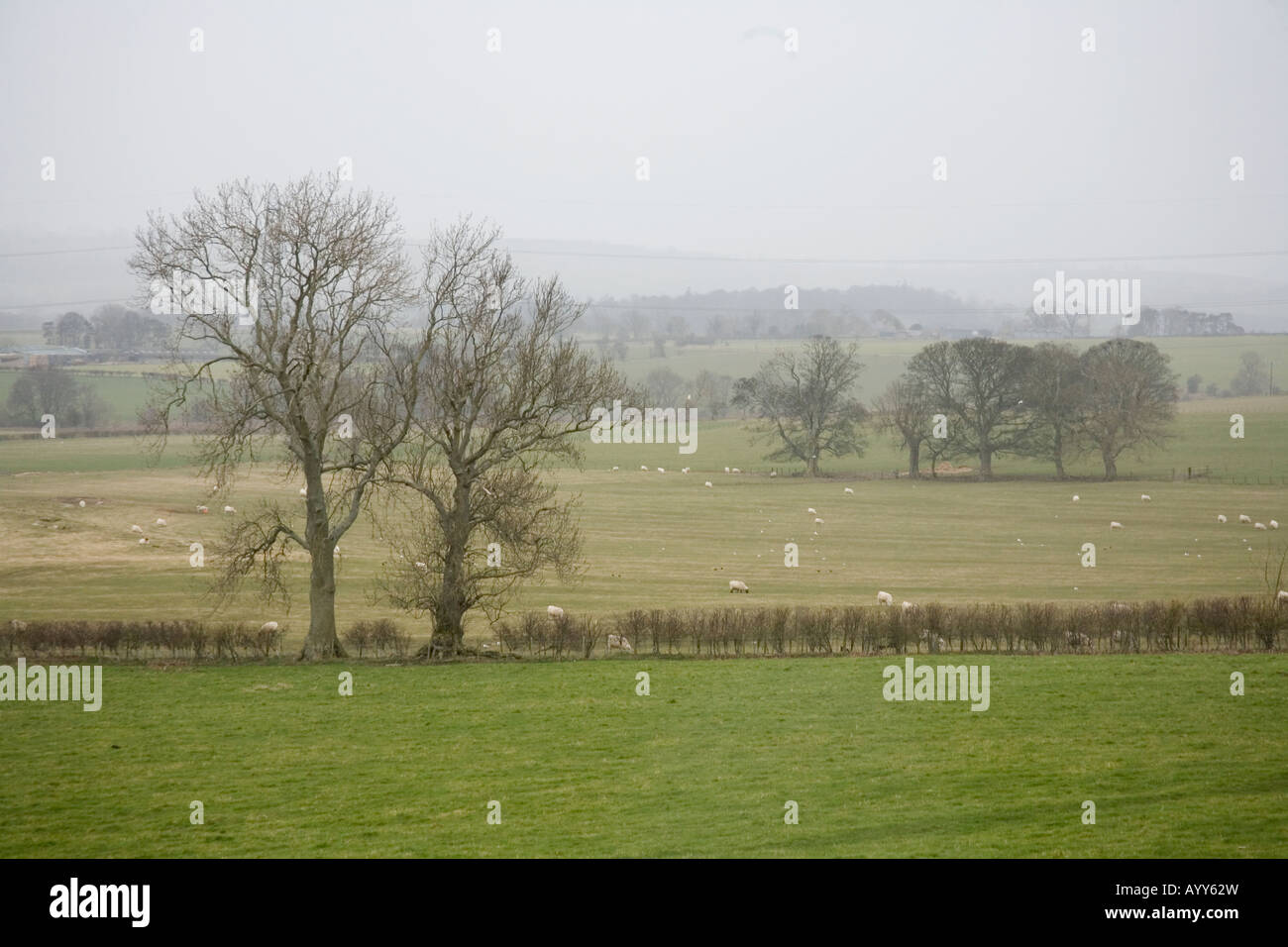 Rural farm fields near Glanton Northumberland,England Stock Photo - Alamy
