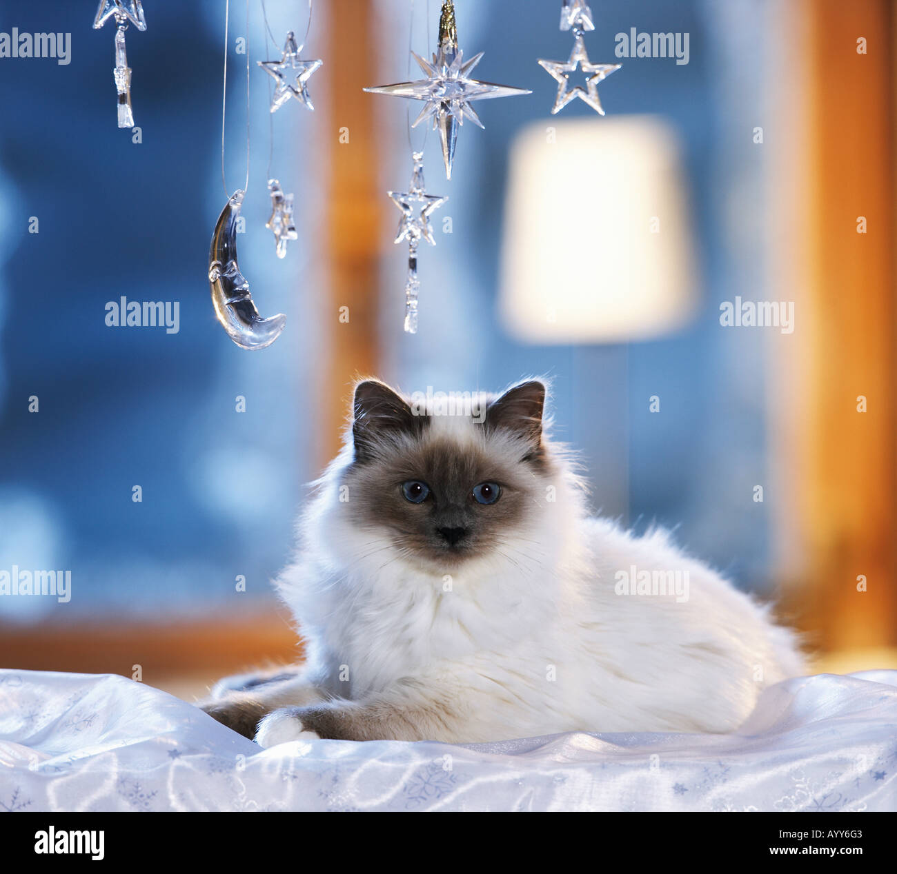 Christmas: Sacred cat of Burma lying under moon and stars made of glass in a festive decorated window Stock Photo