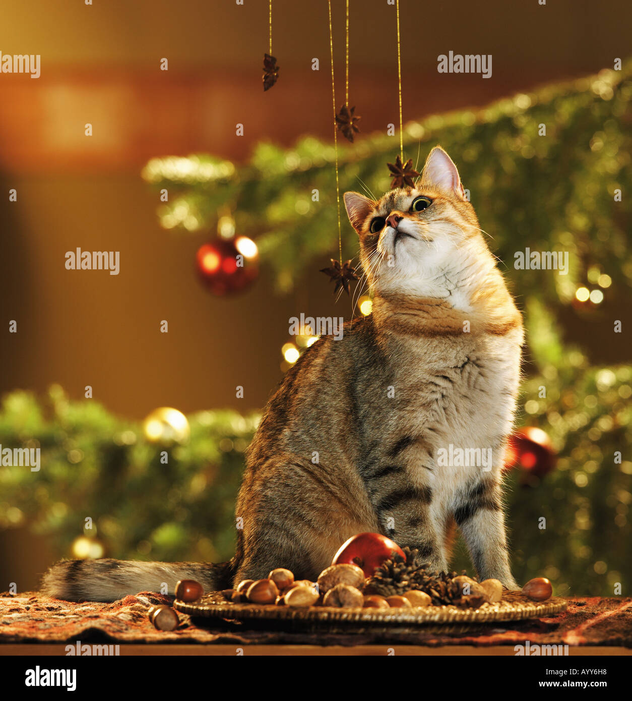 domestic cat with christmas decoration Stock Photo