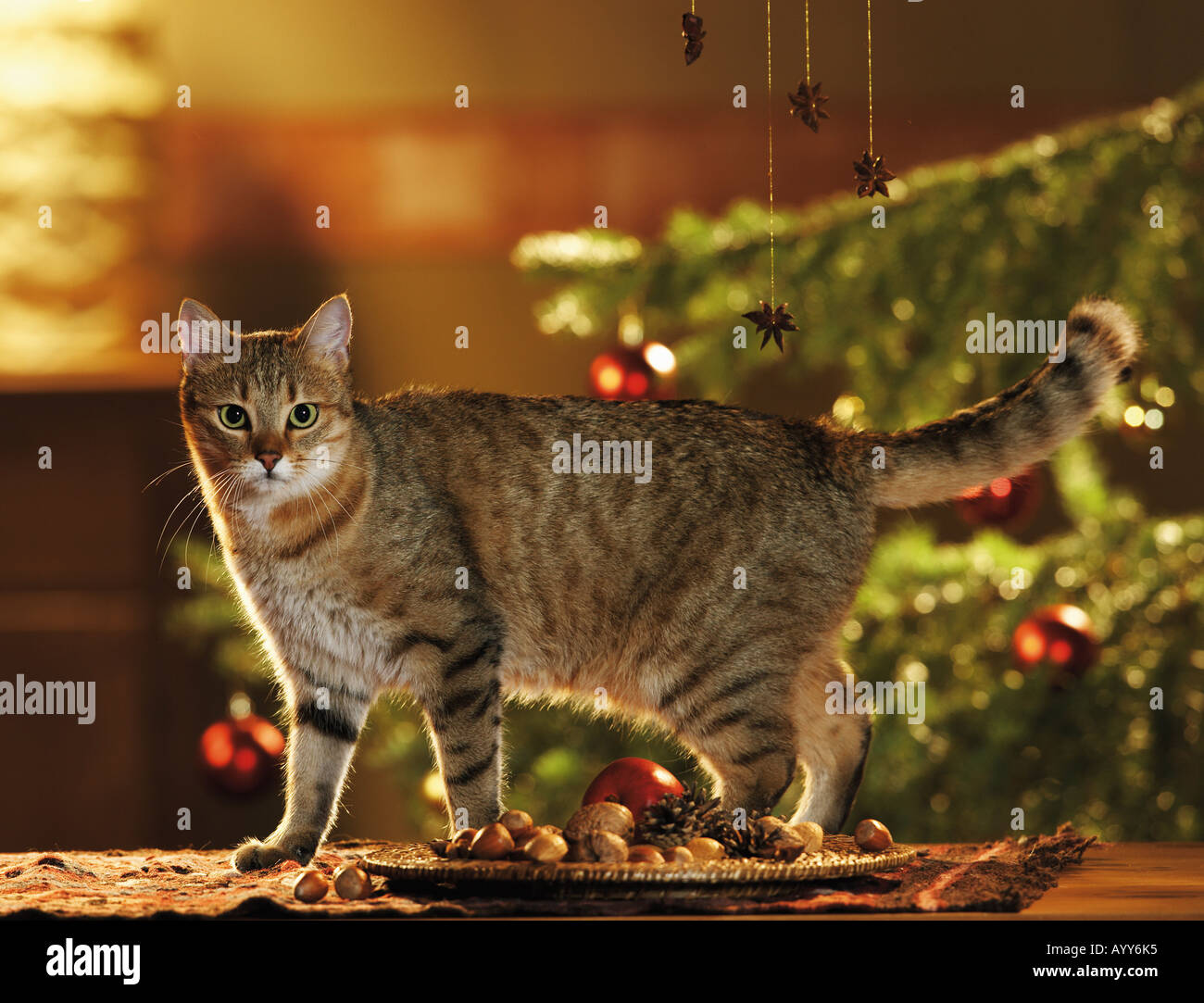 Domestic cat. Adult standing under a Christmas tree with red baubles Stock Photo